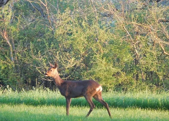 Mirelaure, Havre Convivial Au Coeur De 32 Hectares Mirepoix
