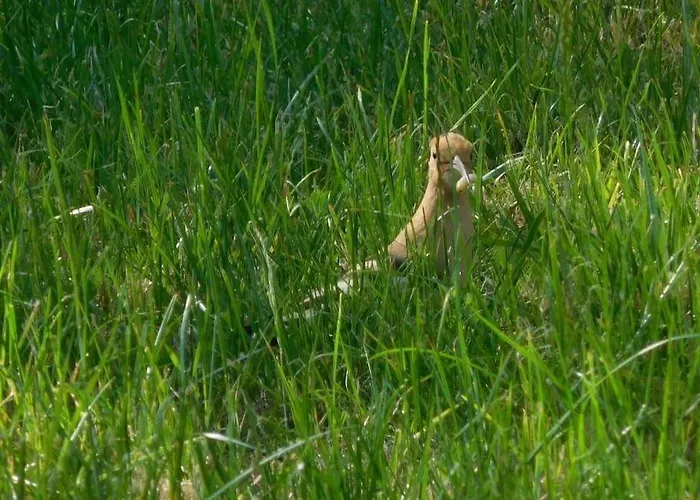 Mirelaure, Havre Convivial Au Coeur De 32 Hectares * Mirepoix